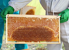 養蜂研究１